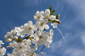 Białe kwiaty wiśni na tle błękitnego nieba - obrazy, fototapety, plakaty