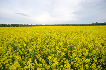 Obraz premium rapeseed field near big city