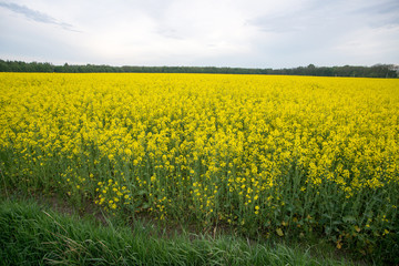 rapeseed field near big city