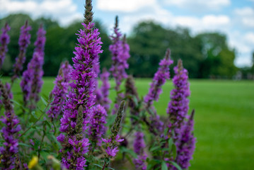 A deep purple Scotch Heather/Ling Heather flowering in autumn