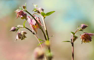pink flowers aquilegia  on a branch