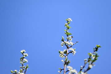 Bee pollinating plum flowers.