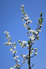 White plum flowers on a twig.