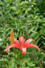 オレンジ色の百合の花