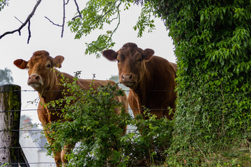 Two cows standing under a tree in in a heavy rain shower