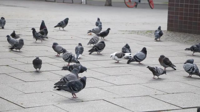 Berlin, Bahnhof, Friedrichstra&szlig;e, Tauben,
