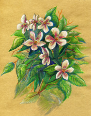 blooming cherry, illustration made with pastel pencils on craft paper, can be used as a background for the design of spring cards, business cards and other