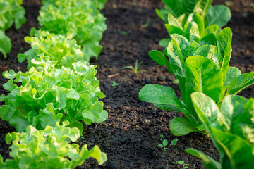 Green lettuce in the vegetable plot