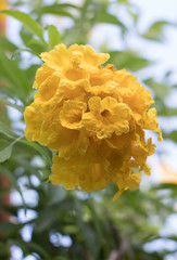 bee on yellow flower