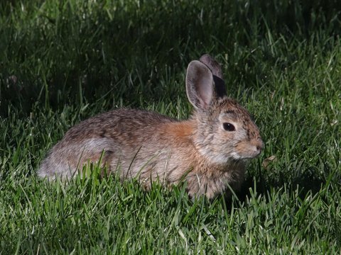 Mountain Cottontail Lounging 