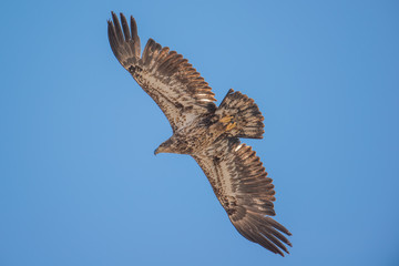 Bald eagle (immature) isolated and soaring in the blue skies during early spring migrations in the Crex Meadows Wildlife Area in Northern Wisconsin