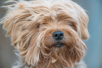 Naklejka na ściany i meble Cute yorkshire terrier portrait outside on a windy day