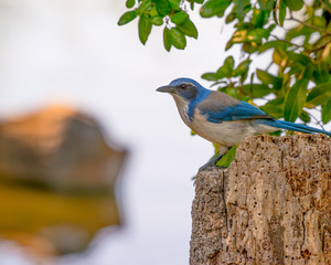 California scrub-jay portrait perched on a tree stump in Trione-Annadel State Park in Santa Rosa, California - on a sunny spring day