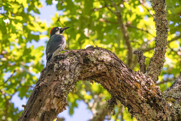 Acorn woodpecker perched on a tree limb in Trione-Annadel State Park in Santa Rosa, California - on a sunny spring day