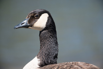 Closeup detailed portrait of a Canada goose (potential a cackling goose but I am  not certain) with a dark blue background - taken at the Minnesota Valley National Wildlife Refuge