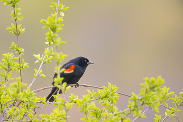 Red-winged blackbird closeup portrait - perched in the Minnesota Valley Wildlife Refuge