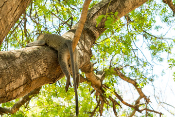 monkey relaxing in a tree
