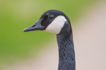 Closeup detailed portrait of a Canada goose with a colorful green and tan background / bokeh - taken at the Minnesota Valley National Wildlife Refuge