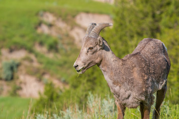 Naklejka na ściany i meble Closeup portrait of bighorn sheep in a hilly area of the Badlands National Park