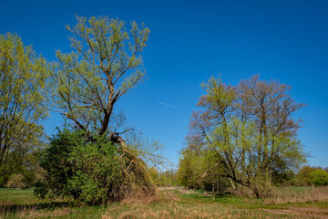 Wanderweg mit Frühlingsbäumen im Erpetal in Berlin-Friedrichshagen