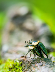 Closeup of American carrion beetles mating on a tree root on the forest floor - blurry bokeh of bark and greenery - in the Porcupine Mountains Wilderness State Park in the Upper Peninsula of Michigan