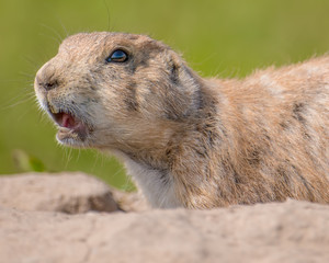 Closeup portrait of a very cute, furry, and expressive prairie dog in the Badlands National Park