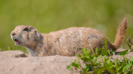 Closeup portrait of a very cute, furry, and expressive prairie dog in the Badlands National Park