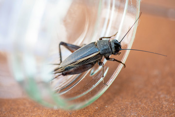 insecto saltamontes macro bicho naturaleza