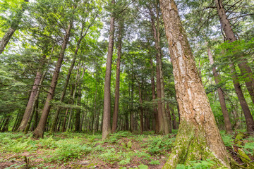 Deciduous tree forest with green leaves in the Porcupine Mountains Wilderness State Park in the Upper Peninsula of Michigan - looking from ground up to the sky