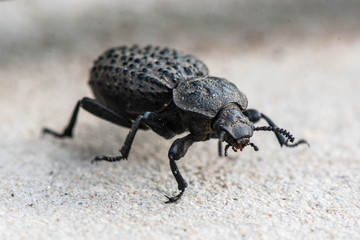 insecto escarabajo macro bicho naturaleza