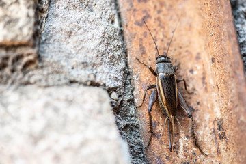 insecto saltamontes macro bicho naturaleza