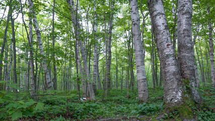 Shady birch deciduous tree forest with green leaves in the Porcupine Mountains Wilderness State Park in the Upper Peninsula of Michigan