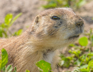 Closeup portrait of a very cute, furry, and expressive prairie dog in the Badlands National Park