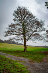 Fototapeta premium The tree with clouds behind and transparent leaves
