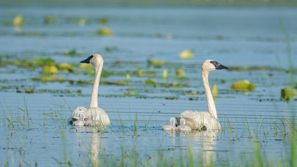 A pair of trumpeter swan parents on a beautiful sunny spring  day - with their cute baby cygnets - taken in the Crex Meadows Wildlife Area in Northern Wisconsin
