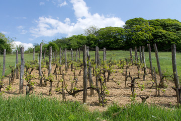 Fototapeta na wymiar Small vineyard in spring in Hungary