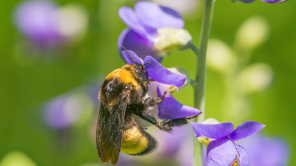 Bumble bee species feeding / pollinating on a purple wildflower in the Theodore Wirth Park in Minneapolis