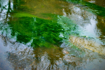 The algae of green color in river or canal at canterbury town