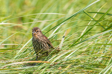 Female red-winged blackbird with hunted insect(s) hanging out of her mouth holding onto reeds in a sea of tall grasses on a windy day at the Crex Meadows Wildlife Area