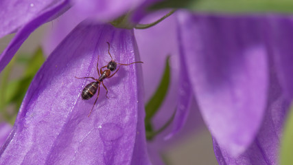 Extreme closeup detailed image of purple wildflower with ant climbing on it - great macro detail of ant