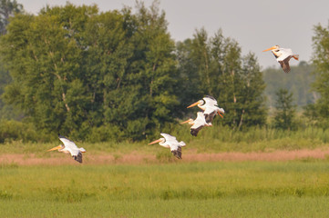 Squadron of American white pelicans flying during the summer in the Crex Meadows Wildlife Area - mainly wetlands area