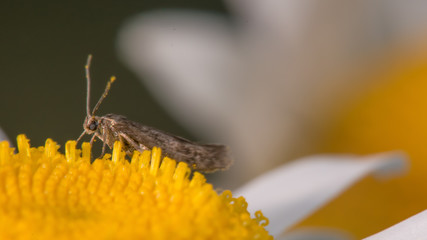 Extreme closeup of what appears to be a moth species feeding on a yellow and white wildflower near the Minnesota River