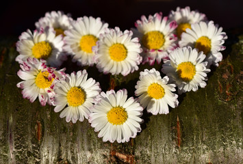 herz aus weißen kleinen gänseblümchen auf einem stück holz dekorativ hingelegt