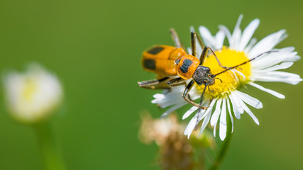 Extreme close up macro of goldenrod soldier beetle - on wildflower in Theodore Wirth Park