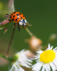 Asian lady beetle on twig near Minnesota River