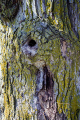 Hollow in tree making a good nest for birds; Round hole in knot on tree trunk