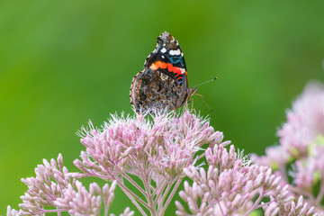 Red admiral butterfly on purple wildflower (possibly joe-pye-weed) - taken in Minnesota