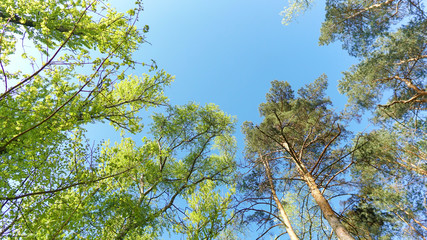 the sky above the trees in the forest 
