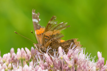 Really weathered butterfly with big parts of wings missing - feeding on purple / pink wildflowers (possibly joe-pye-weed) - taken in Minnesota