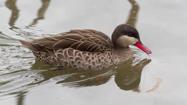 Female mallard duck ( anas platyrhynchos ) swimming